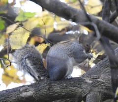 Sciurus carolinensis