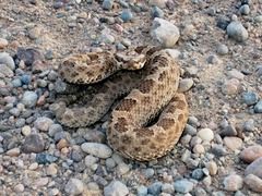 Bothrops ammodytoides