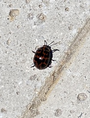 Platyphora congregata