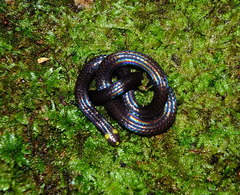 Habrophallos collaris