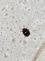 Platyphora congregata