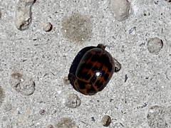 Platyphora congregata