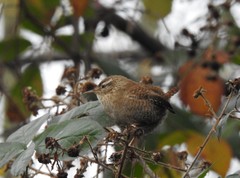 Troglodytes troglodytes