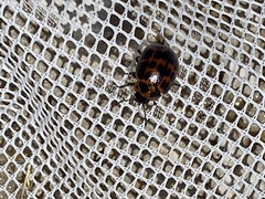 Platyphora congregata