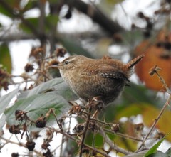 Troglodytes troglodytes