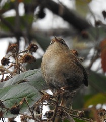 Troglodytes troglodytes
