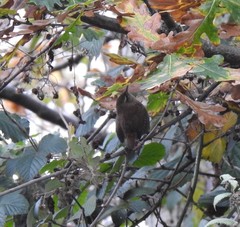 Troglodytes troglodytes