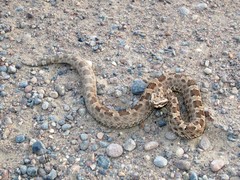 Bothrops ammodytoides