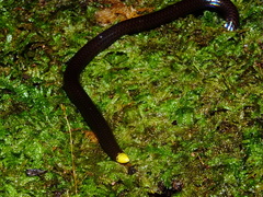 Habrophallos collaris