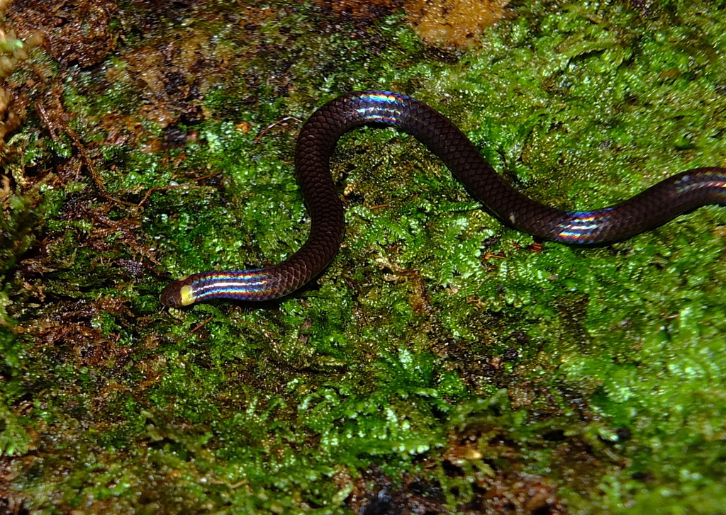 Collared Blind Snake