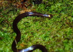 Habrophallos collaris
