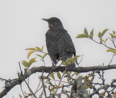 Turdus merula