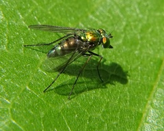 Condylostylus longicornis