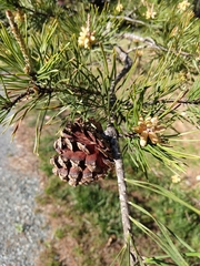 Pinus virginiana
