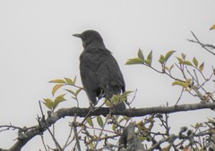 Turdus merula