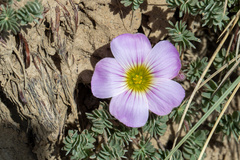 Oxalis enneaphylla
