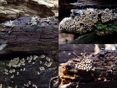 Cribraria argillacea