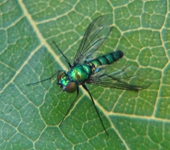 Condylostylus longicornis