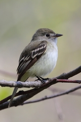 Least Flycatcher photo 4