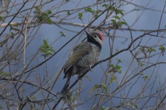Colaptes atricollis