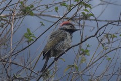 Colaptes atricollis