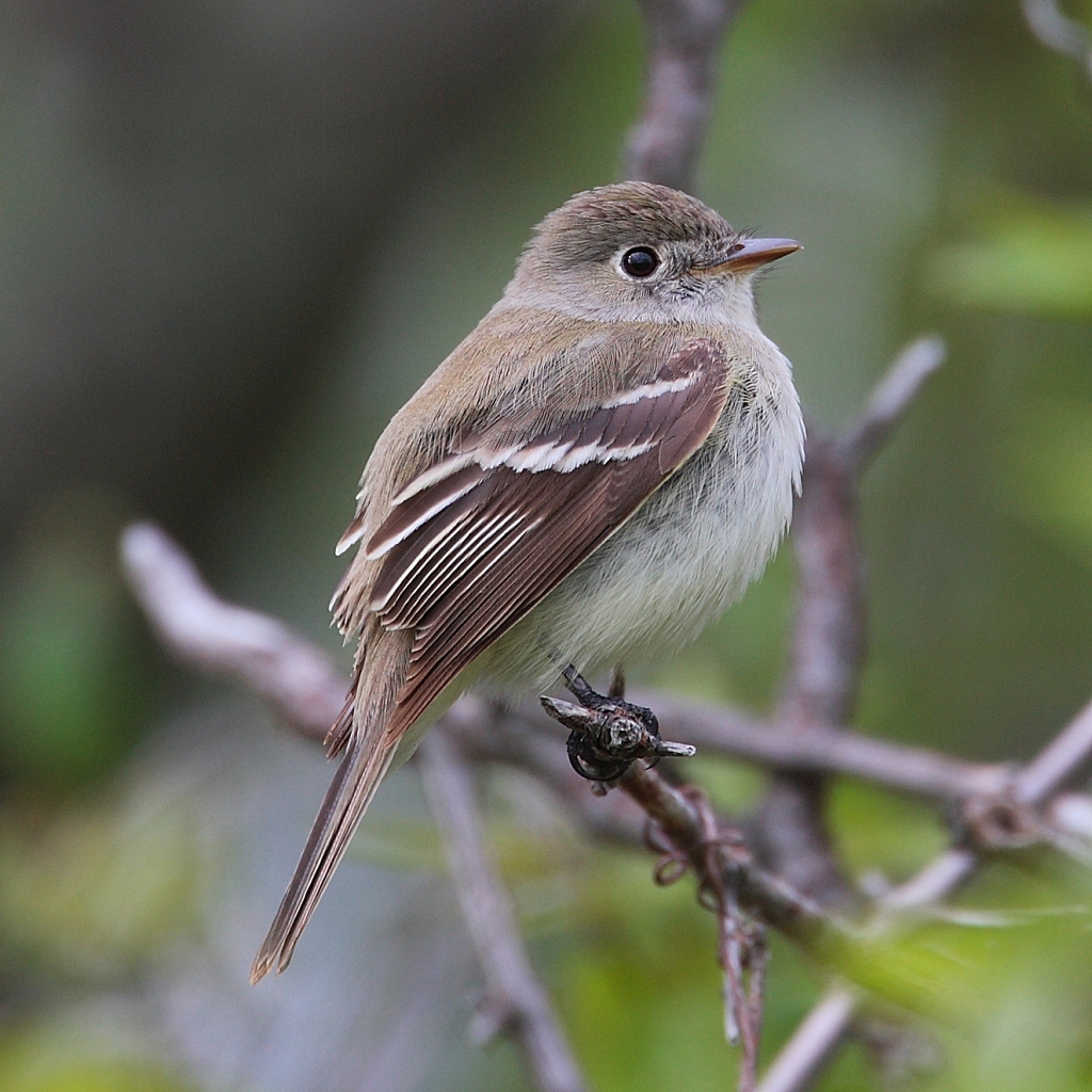 Least Flycatcher photo