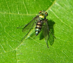 Condylostylus longicornis