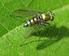 Condylostylus longicornis