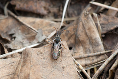 Nomada leucophthalma