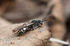 Nomada leucophthalma