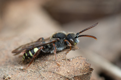 Nomada leucophthalma