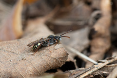 Nomada leucophthalma