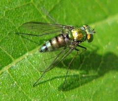 Condylostylus longicornis