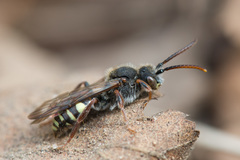 Nomada leucophthalma