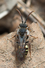 Nomada leucophthalma