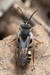Nomada leucophthalma