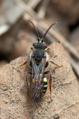 Nomada leucophthalma