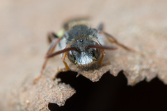 Nomada leucophthalma