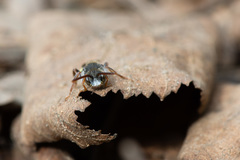 Nomada leucophthalma