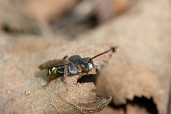 Nomada leucophthalma