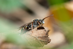 Nomada leucophthalma