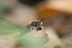 Nomada leucophthalma