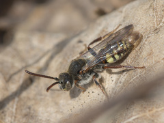Nomada leucophthalma