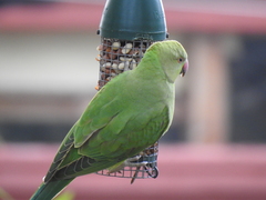 Psittacula krameri