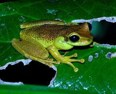 Cayenne Slender-Legged Treefrog photo 2