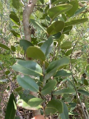 Elaeodendron xylocarpum