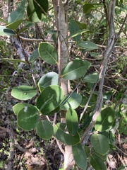Elaeodendron xylocarpum