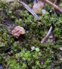 Dicranella staphylina