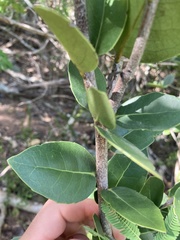 Elaeodendron xylocarpum