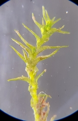 Dicranella staphylina